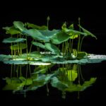 親鸞 生涯と教えを読んで