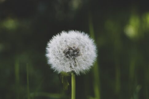 他力本願は「宣言」ではない。親鸞聖人が説く、他力の「本質」と「誤用」を避ける方法