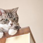 共に暮らす犬や猫にも、慈悲の精神で。猫の粗相から考えたこと