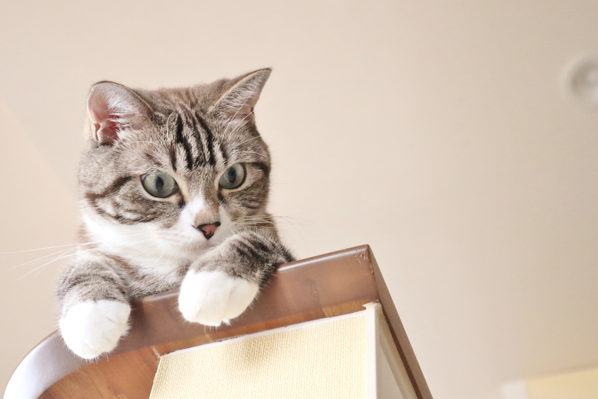 共に暮らす犬や猫にも、慈悲の精神で。猫の粗相から考えたこと