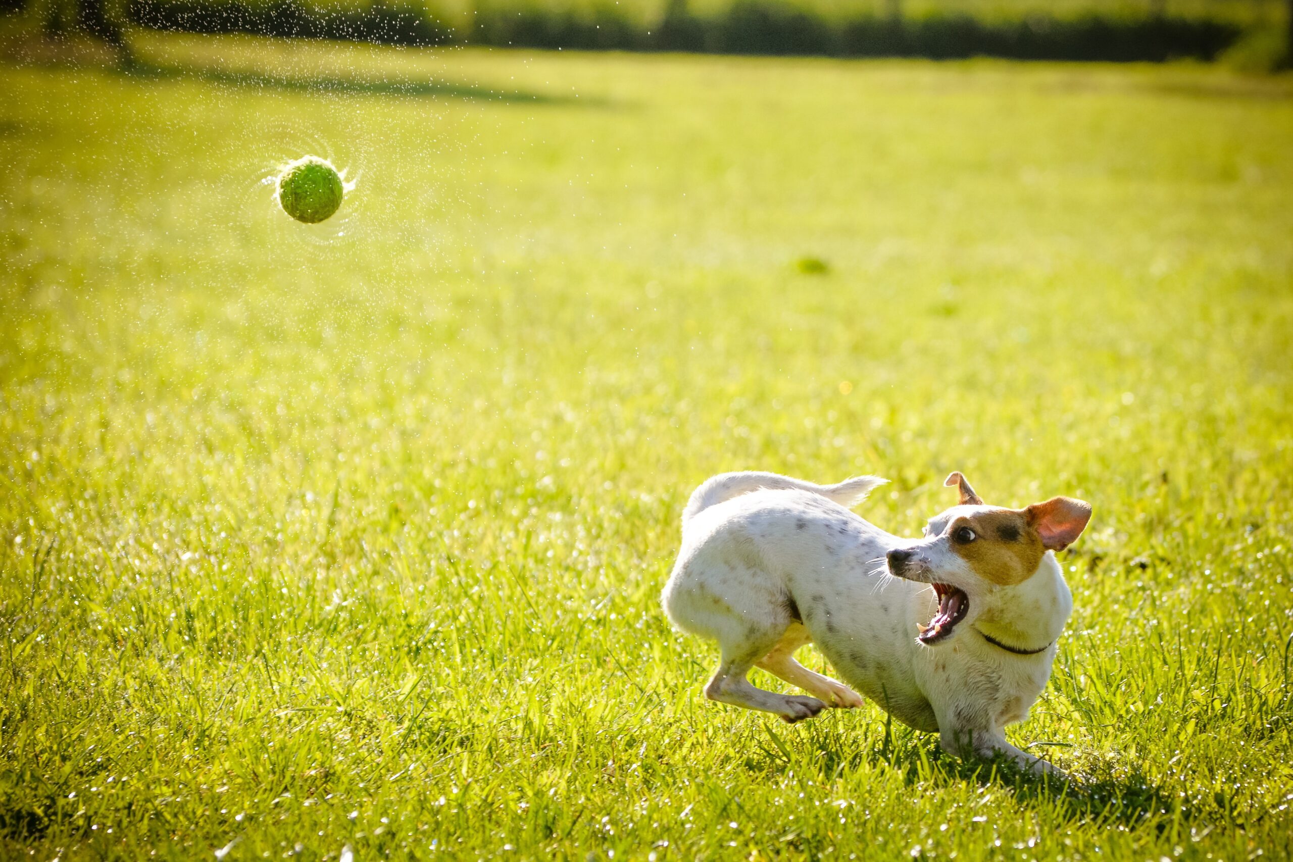犬との暮らしから見えた、人間の迷いと仏教の救い
